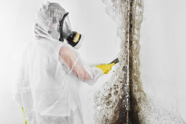 Best Best Mold Removal Companies  in St Francis, WI