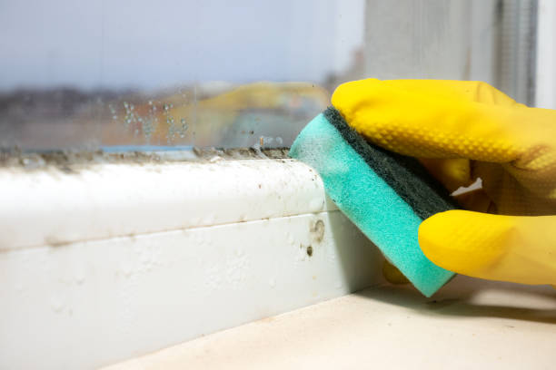 Mold Testing and Removal in St Francis, WI