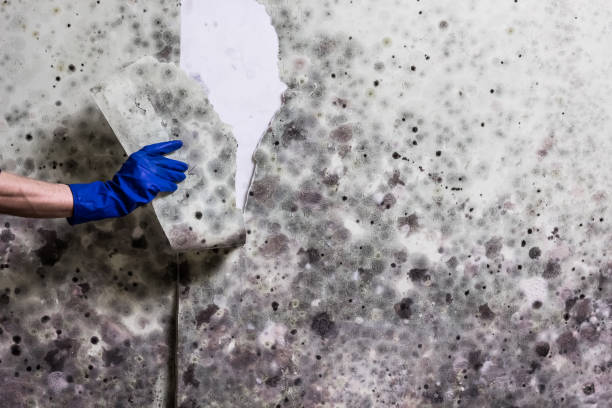Best Professional Mold Removal  in St Francis, WI